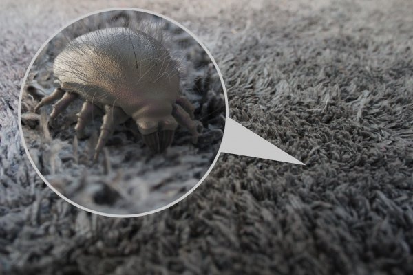 dust mite magnified robot vacuum cleaners